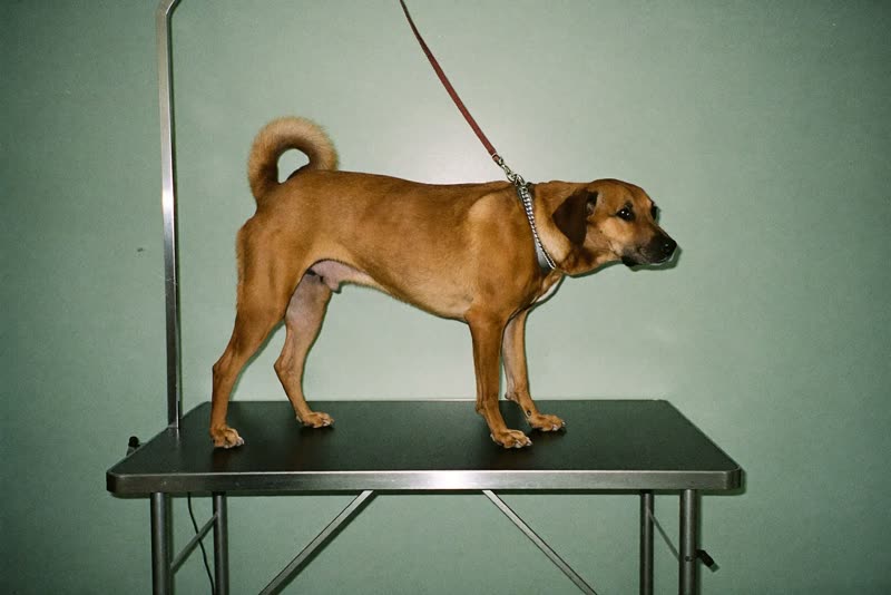 A calm dog standing on a stainless steel grooming table