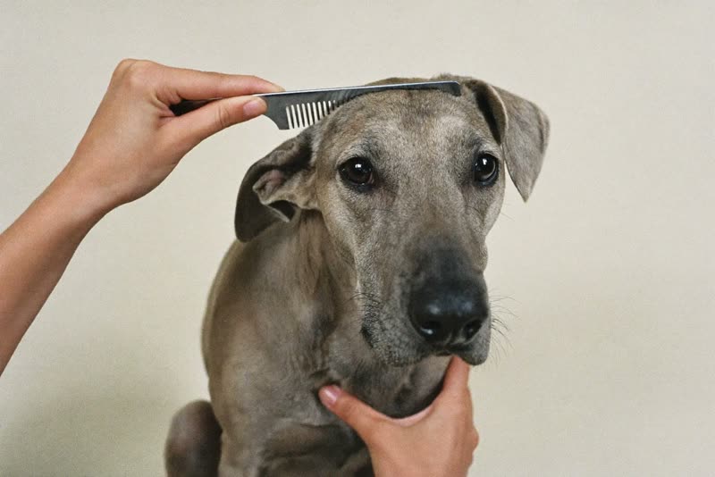 A dog's coat being combed through by hand