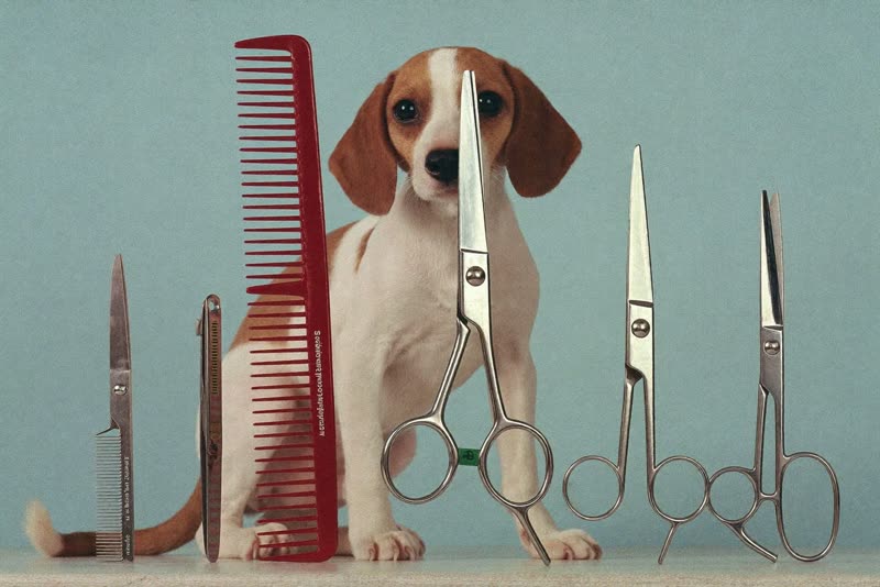 Grooming scissors, comb and clippers laid out on a plain surface