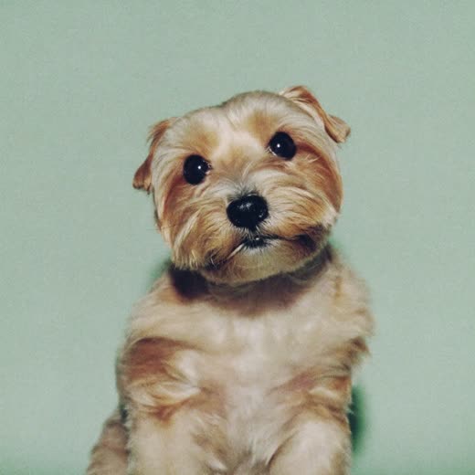 A freshly groomed small terrier sitting against a plain pale backdrop