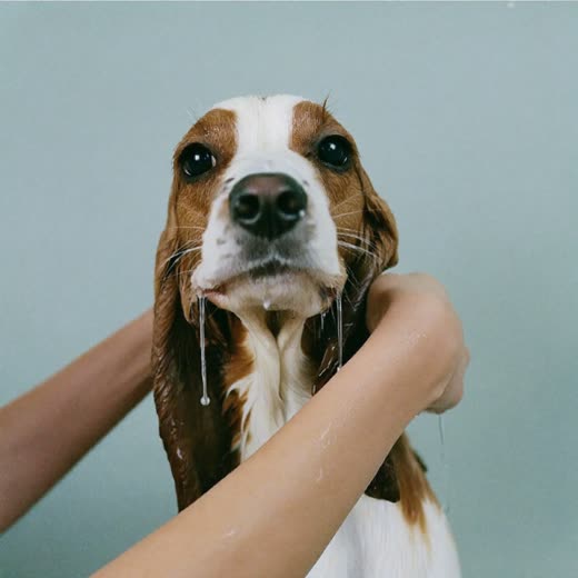 A wet spaniel being bathed, held by a groomer's hands