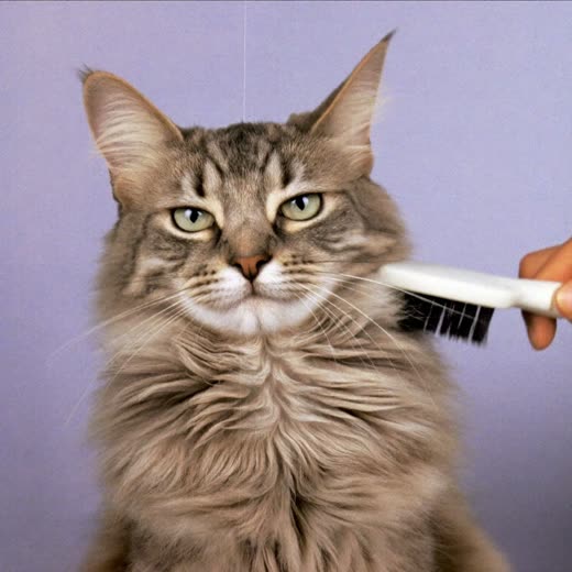 A long-haired cat being brushed with a slicker brush