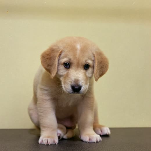 A young puppy sitting still on a grooming table